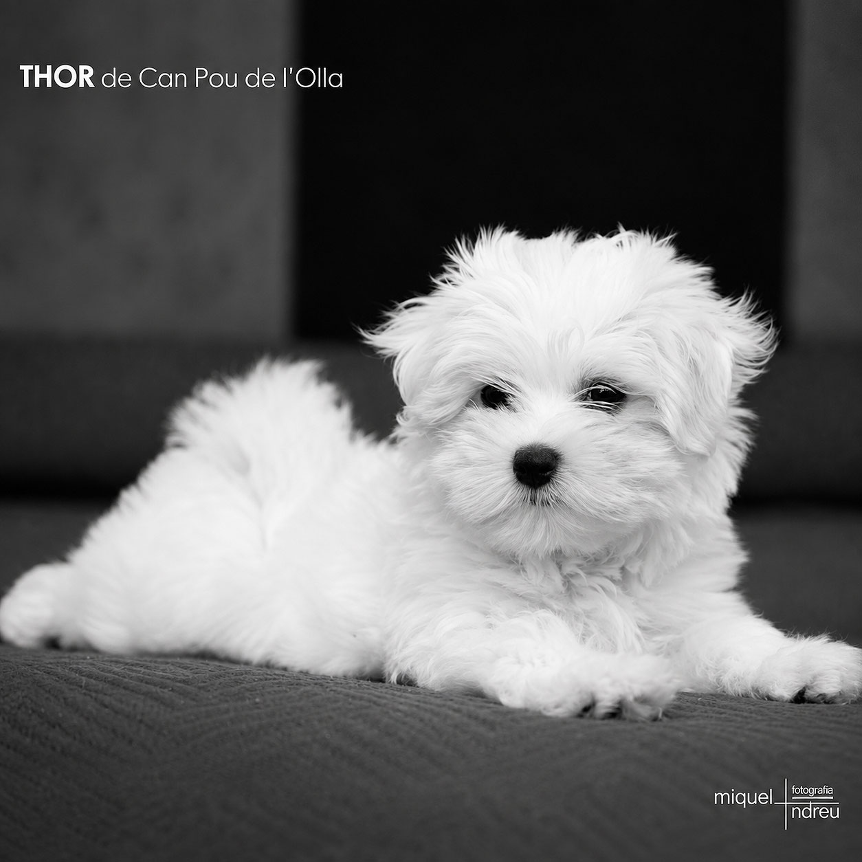 bichón-maltés