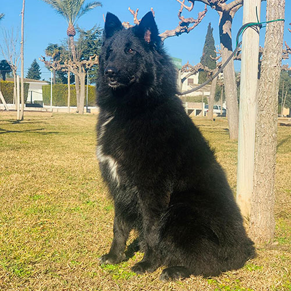 pastor-belga-groenlander